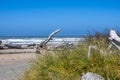 Dead trees by the Coquille River in Oregon Royalty Free Stock Photo