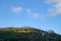 Dead trees are covered with green Teng plants against the background of blue sky and white clouds Royalty Free Stock Photo