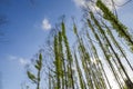 Dead trees are covered with green Teng plants against the background of blue sky and white clouds Royalty Free Stock Photo