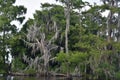 Dead Trees Covered in Spanish Moss in New Orleans, Louisiana Royalty Free Stock Photo