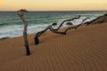 Dead trees (De Hoop Nature Reserve)