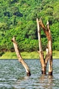 Dead trees are dead in the middle of a jungle river Royalty Free Stock Photo