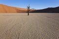 Dead trees, Dead Vlei, Namibia Royalty Free Stock Photo