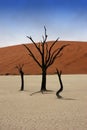 Dead trees in Deadvlei Royalty Free Stock Photo