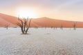 Dead trees at Deadvlei in the Namib desert in Namibia. Royalty Free Stock Photo