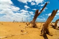 Dead Trees in a Desert Wasteland