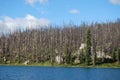 Dead trees destroyed by forest fire Royalty Free Stock Photo