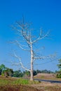 Dead trees Dried. with blue sky background Royalty Free Stock Photo