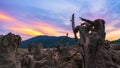 Dead trees in a dried up lake concept weather environment and Global warming Royalty Free Stock Photo