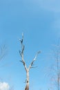 Dead trees and dry , blue sky background Royalty Free Stock Photo