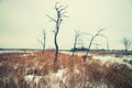 Dead trees and dry grass at wateland in winter Royalty Free Stock Photo