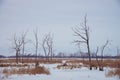 Dead trees and dry grass at wateland in winter Royalty Free Stock Photo