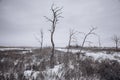 Dead trees and dry grass at wateland in winter, black and white Royalty Free Stock Photo