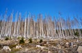 Dead trees in the dying forest in Germany. Through climate change, drought and bark beetles. Dynamics through motion blur