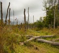 Dead trees in a Maine Marsh