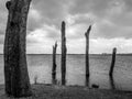 Dead trees fished out of the water