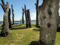 Dead trees by the Maasplassen