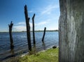 Dead trees by the Maasplassen