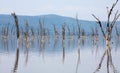 Dead trees in flooded lake