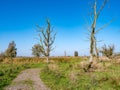 Dead trees, footpath in nature reserve Oostvaardersplassen, Flevoland, Netherlands