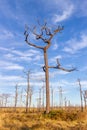 Dead trees in the forest on a background of blue sky with clouds Royalty Free Stock Photo