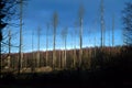 Dead trees in forest with blue sky Royalty Free Stock Photo