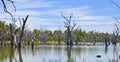 Dead trees in forest of gumtrees, Forbes, New South Wales, Australia.