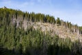 Dead trees in the forest. This photograph depicts drought and climate change conditions