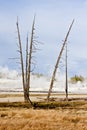 Dead Trees on Geothermal Terrain