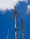 Dead trees in the Harz Silberwald silver forest