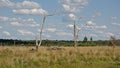 Dead trees in a heathland recovering after a fire