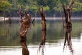 Dead trees on Igarape