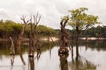 Dead trees on IgarapÃÂ© on Amazon