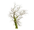 Dead trees isolated on white background, tropical trees isolated used for design, with clipping path