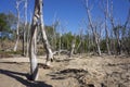 Dead trees killed by encroaching sand dunes on the beach