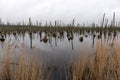 Dead trees in the lake. Dead trees in a swamp. Dead trees in a water.