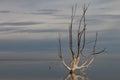 Dead Trees On Lake Epecuen. The Sky And Water Merge On The Horizon. Branches Without Leaves On Trees Submerged In Water