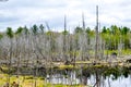 Dead Trees by Lake in North Woods Royalty Free Stock Photo