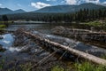 Dead trees on lakeshore Royalty Free Stock Photo