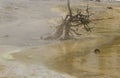 Dead trees in boiling mud at Fountain Paint Pots in Yellowstone Royalty Free Stock Photo