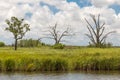 2 dead trees in a large grassy marsh of the southern Louisiana bayou on a sunny day