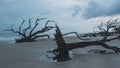 Dead trees lay on the beach on an overcast gloomy day on driftwood beach, Jekyll Island, Georgia