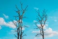 2 dead trees without leaves, With blue sky and clouds Royalty Free Stock Photo