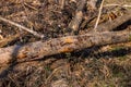 Dead tree trunks marked by insect infestation in forest weakened by climate crisis