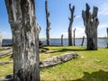 Dead trees by the maasplassen