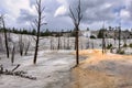 Dead trees in Mammoth Hot Springs area of Yellowstone National Park Royalty Free Stock Photo