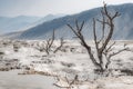 Dead trees at Mammoth Hot Springs, Yellowstone National Park Royalty Free Stock Photo