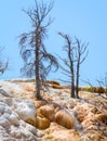 Dead trees in Mammoth Hot Springs, Yellowstone National Park. Travertine Terrace Royalty Free Stock Photo