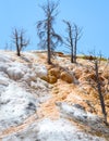 Dead trees in Mammoth Hot Springs, Yellowstone National Park. Travertine Terrace Royalty Free Stock Photo