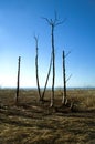 Dead trees in marshy plain.